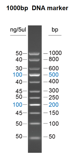 DNA Marker