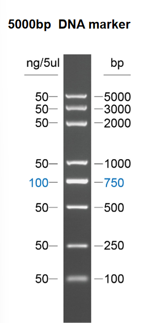 DNA Marker