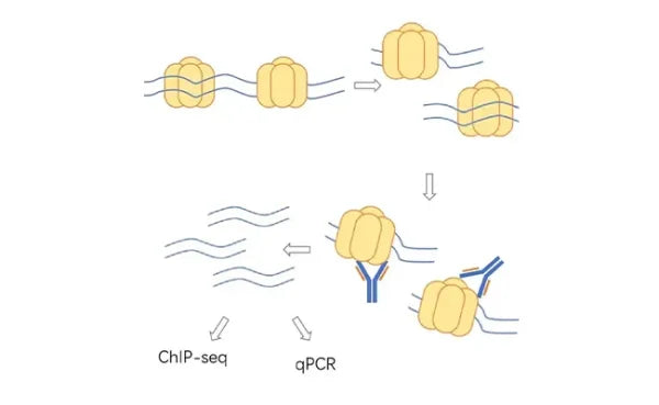 ChIP Sequencing (ChIP-seq)